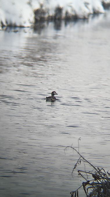 Eisente  - Mateusz Mazurczak