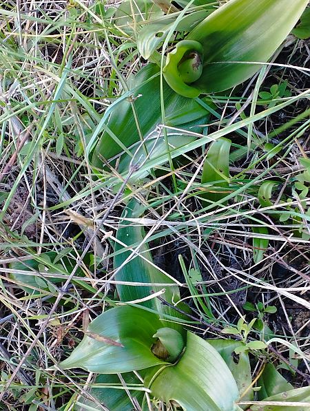 Himantoglossum robertianum  - Gérard Joseph