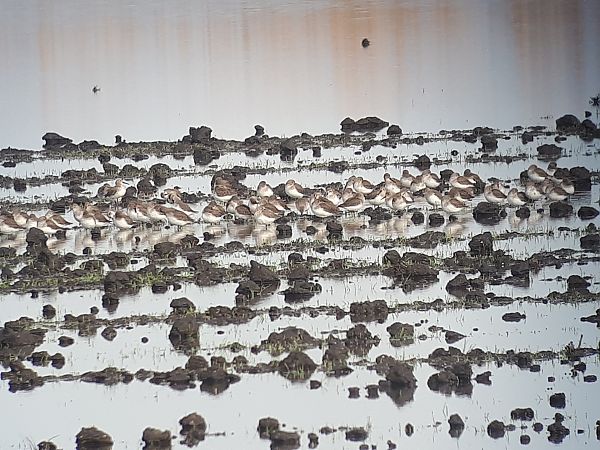 Piovanello pancianera  - Lino Lipparini