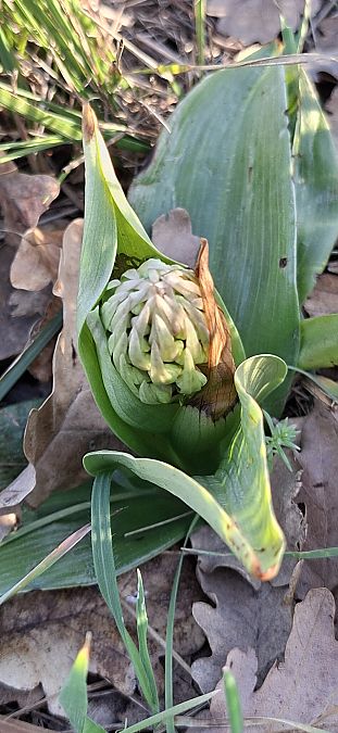Himantoglossum robertianum 