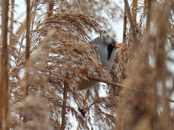 Panure à moustaches  - Kacper Mikulski