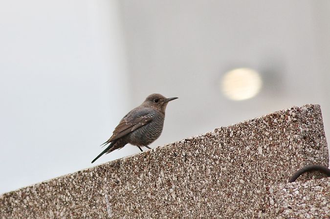 Passero solitario  - Stefano Sava