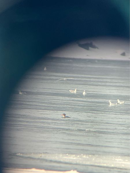 szlachar  - Romina Sęk