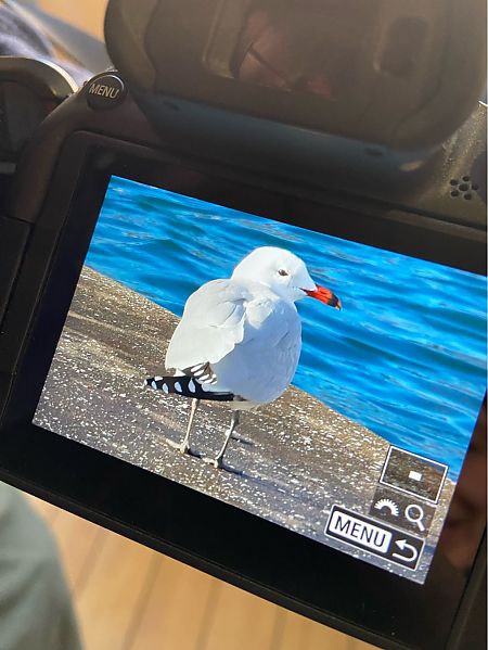 Gabbiano corso  - Serena Conforte