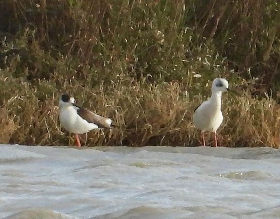 Cavaliere d'Italia  - Serena Conforte