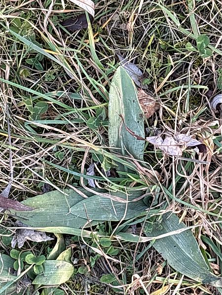 Ophrys apifera  - Jean François Tisserand