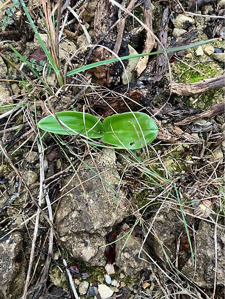 Himantoglossum robertianum  - Florent de Gasperis