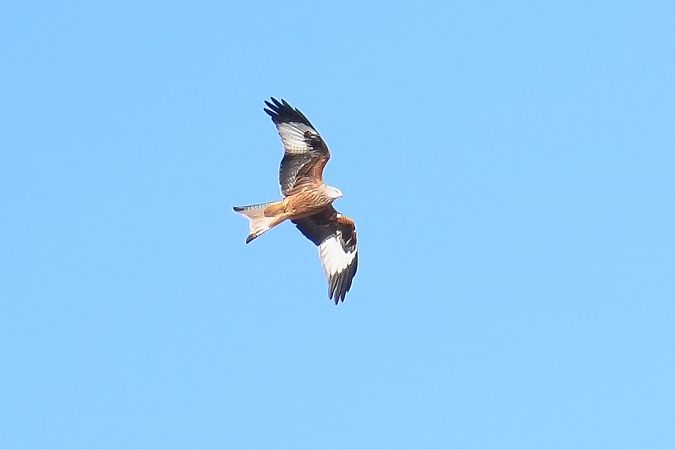 Nibbio reale  - Florian Gasser