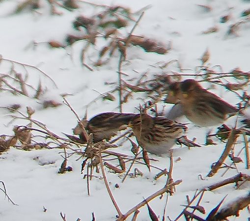 rzepołuch  - Monika Żochowska