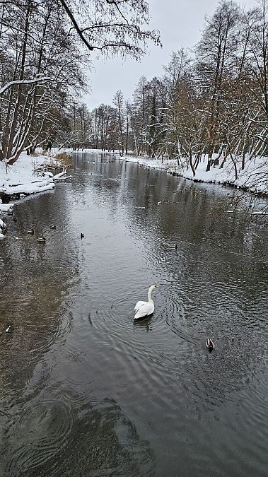łabędź niemy  - Anna Kamilewicz-Wicik