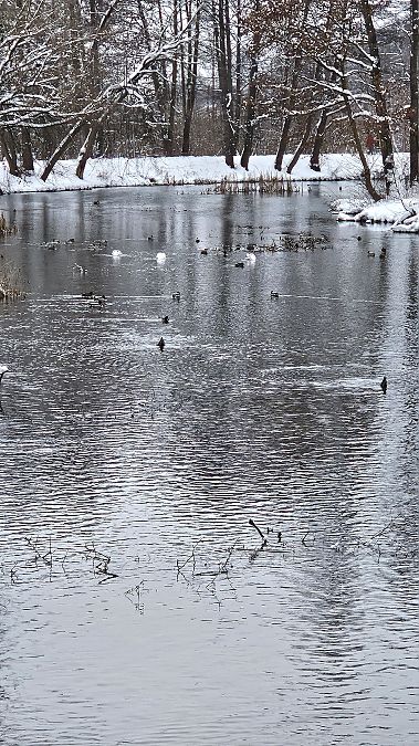 łabędź niemy  - Anna Kamilewicz-Wicik