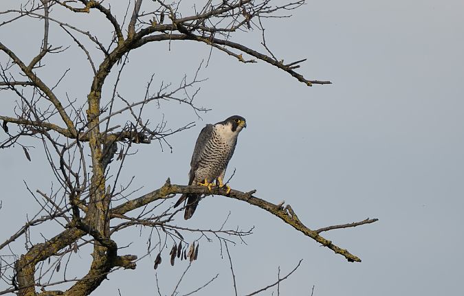 Falco pellegrino  - Mauro Fenati