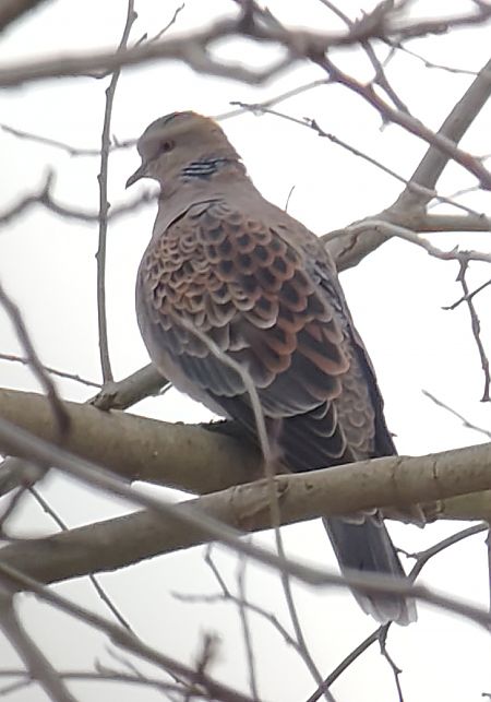 Tortora orientale  - Kathrin Weber