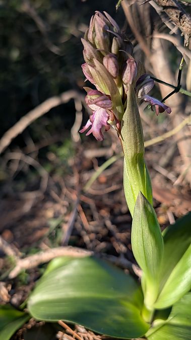 Himantoglossum robertianum  - Christian Noel