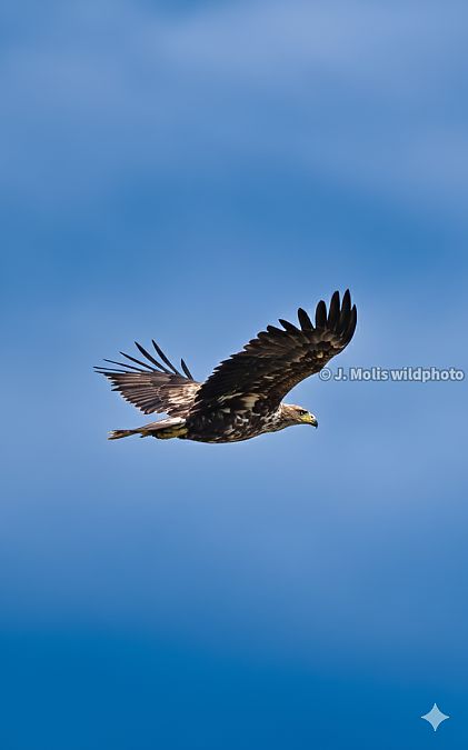 Àguila marina  - Jose Molis