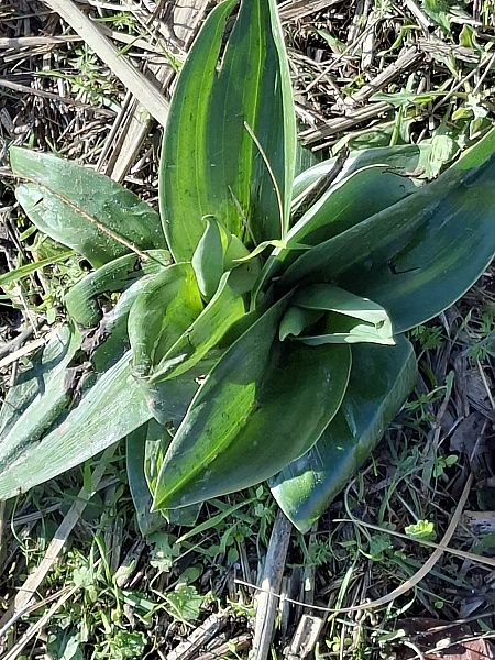 Himantoglossum robertianum 