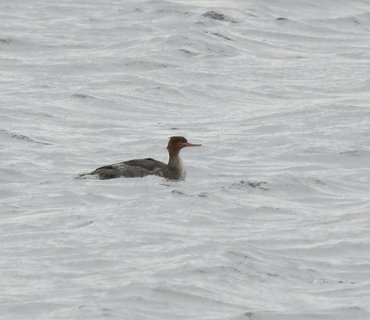 szlachar  - Katarzyna Szałas