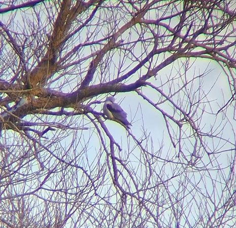 kaniuk  - Ewa Nalepa