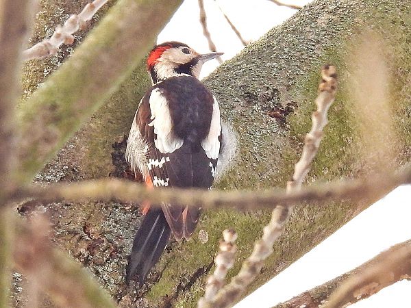 Blutspecht  - Kacper Mikulski