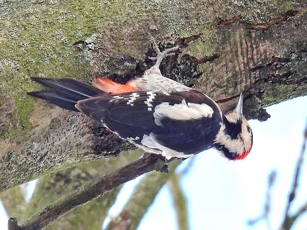 Blutspecht  - Kacper Mikulski