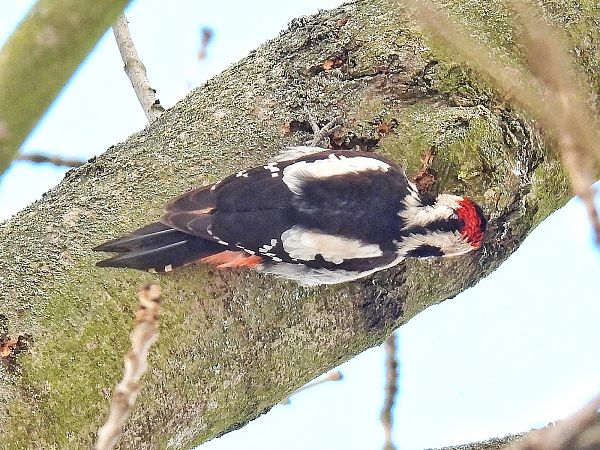 dzięcioł białoszyi  - Kacper Mikulski