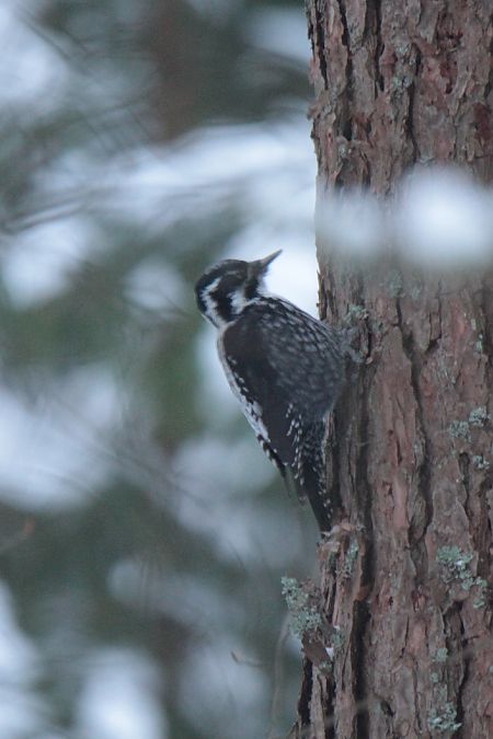dzięcioł trójpalczasty  - Mariusz Janowski