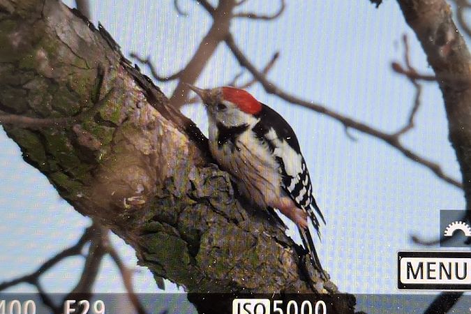 dzięcioł średni  - Tomasz Doroń