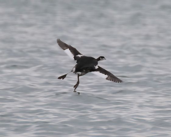 Ohrentaucher  - Pietro Scarpa