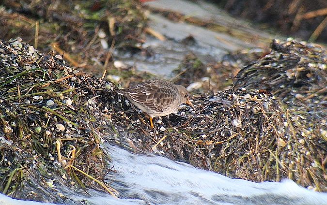 biegus morski  - Radosław Włodarczyk