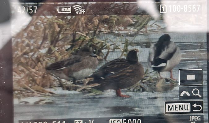 świstun  - Tomasz Doroń