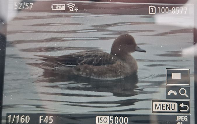 świstun  - Tomasz Doroń