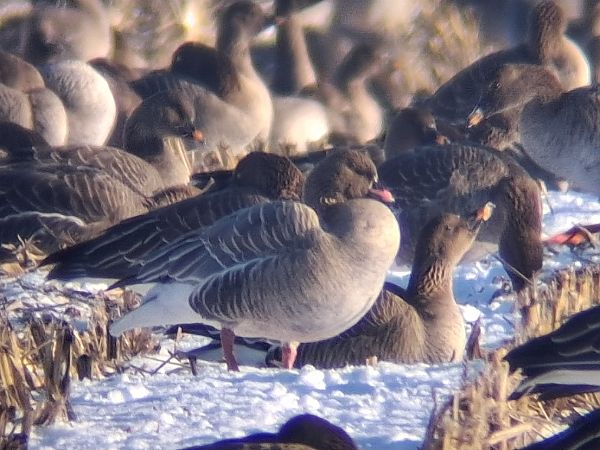 gęś krótkodzioba  - Wojciech Siuda