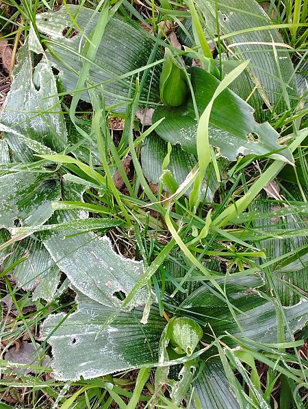 Himantoglossum robertianum  - Gérard Joseph