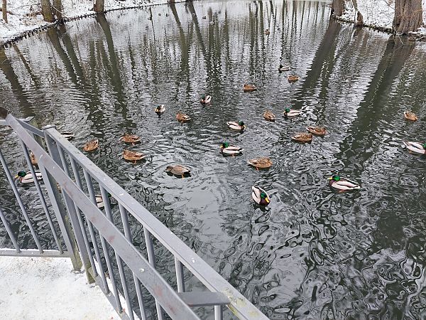 krakwa  - Andrzej Dylik