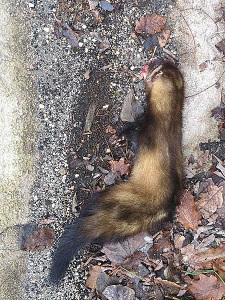 Puzzola  - Stefano Sarrocco (RL)