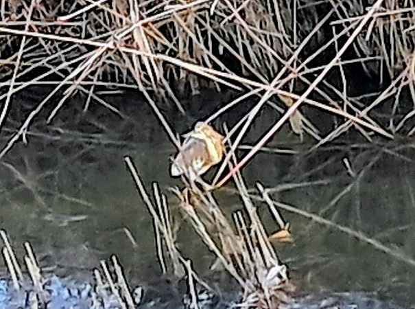 Sgarza ciuffetto  - Lino Lipparini