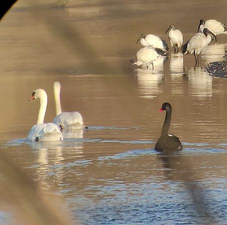 Cigno nero  - Lorenza Venturini