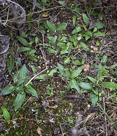 Ophrys occidentalis  - Alain Bultez