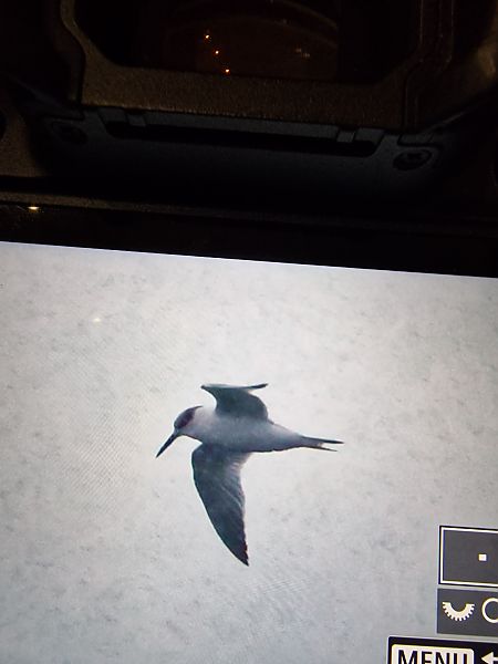 rybitwa czubata  - Krzysztof Bziuk