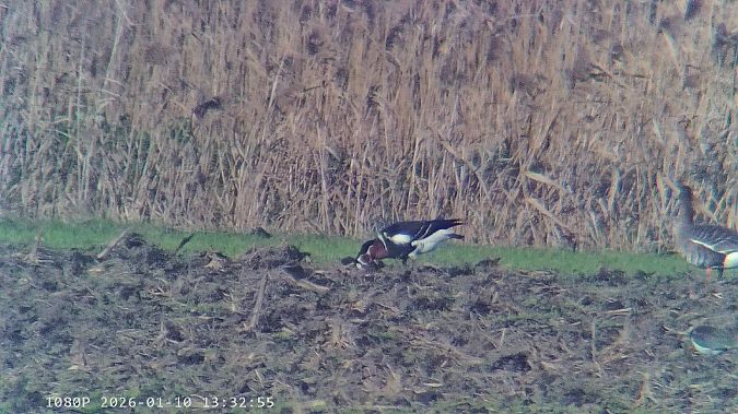 Oca collorosso  - Pietro Melandri