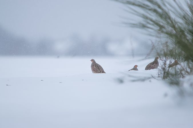 kuropatwa  - Dawid Kowalski