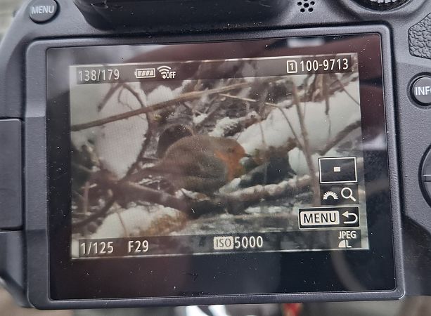 rudzik  - Tomasz Doroń