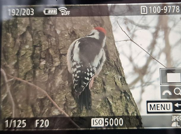 dzięcioł średni  - Tomasz Doroń