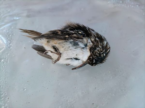 Rampichino comune  - Francesco Barberini
