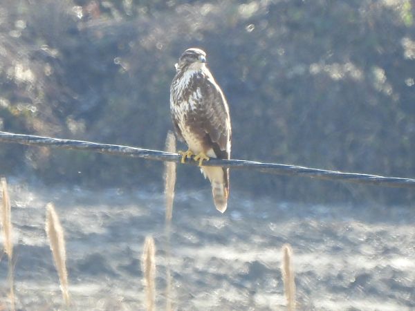 Aligot comú  - Joan Pessarrodona