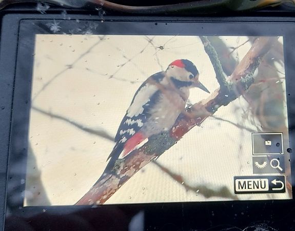 dzięcioł białoszyi  - Stanisław Turowski
