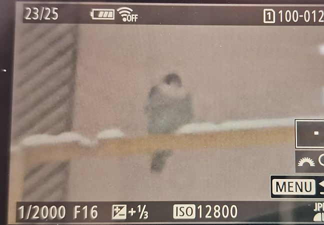 Faucon pèlerin  - Tomasz Doroń