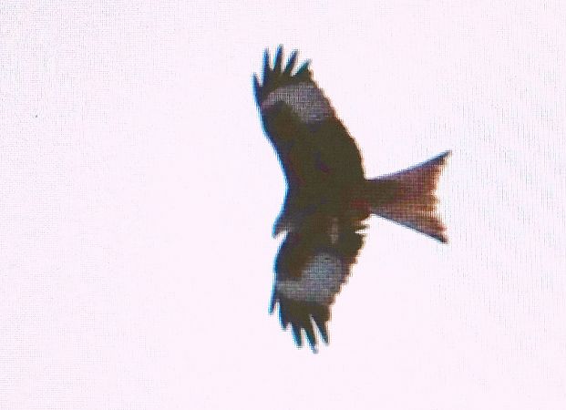 kania ruda  - Marek Betlejewicz