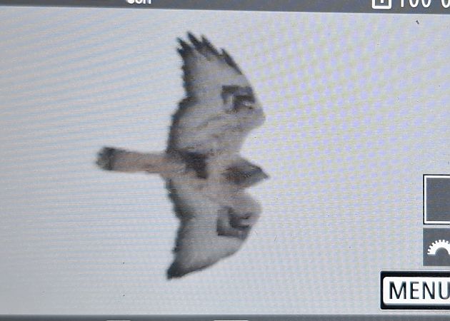 Rough-legged Buzzard  - Tomasz Doroń