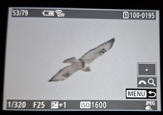 Raufussbussard  - Tomasz Doroń